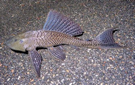 The Vermiculated Sailfin Catfish .